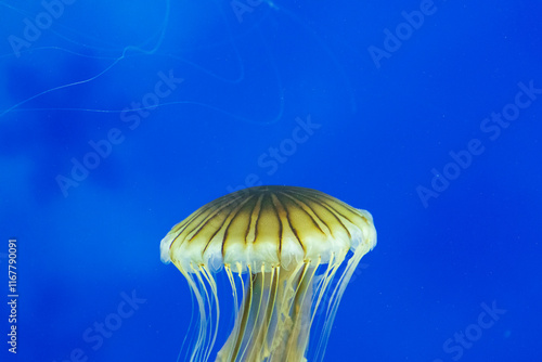jelly fish in aquarium