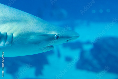 shark in aquarium