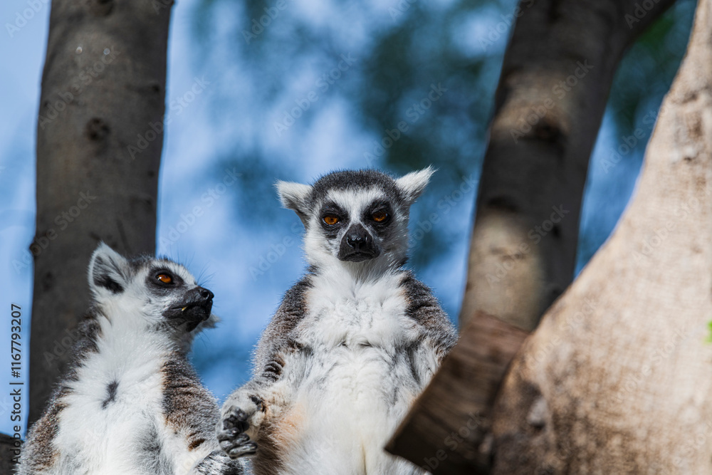Fototapeta premium photographs of lemurs in their natural habitat in the middle of nature