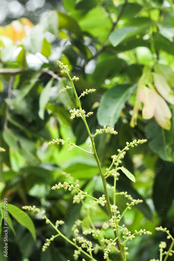 The photo of the longan flower looks very fresh. The photo of the longan flower looks very fresh.