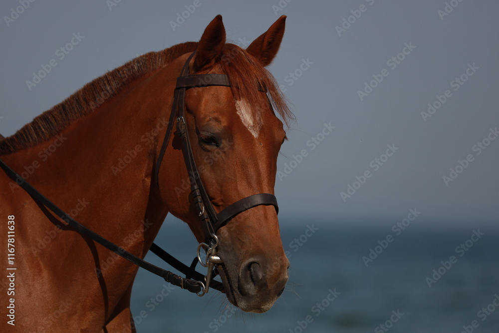 Obraz premium Portrait of a brown horse outdoors