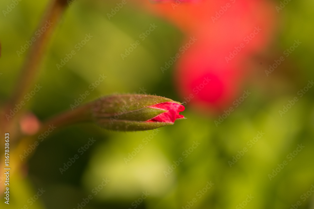 Bud of Geranium in Focus Bud of Geranium in Focus