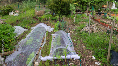 Canvas Print Protecting vegetable garden plants with insect netting in permaculture garden