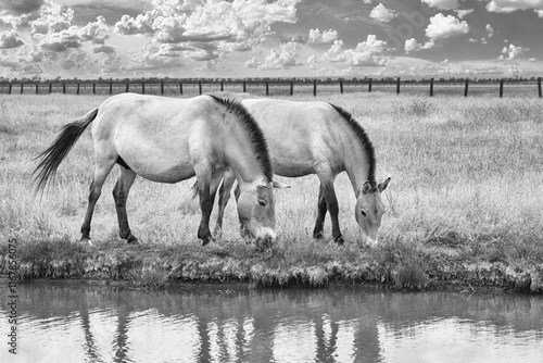 Summer landscape in black-and-white color - view of two of Przewalski's horses grazing near water in the dry steppe, Ukrainian nature reserve Askania-Nova, Ukraine photo