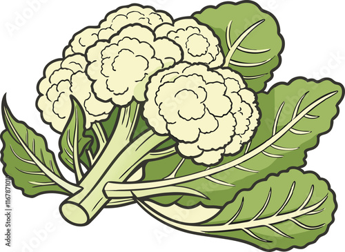 cauliflower on white background vector art 