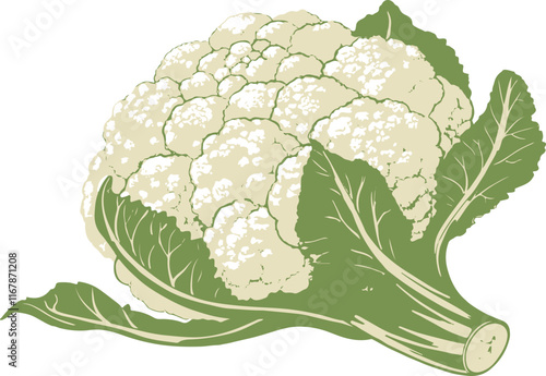 cauliflower on white background vector art 