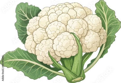 cauliflower on white background vector art 