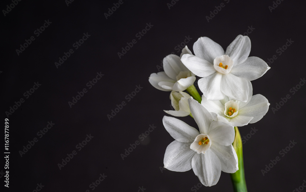 Close up of Paperwhite Narcissus Flowers on Black Background Close up of Paperwhite Narcissus Flowers on Black Background
