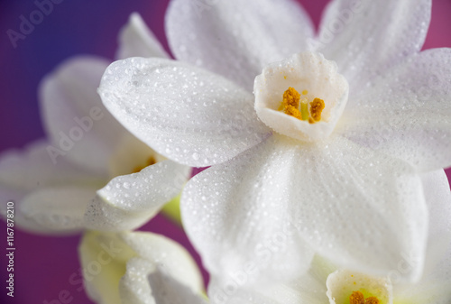 Close up of Paperwhite Narcissus Flowers on Colorful Background photo