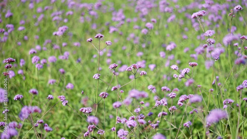 A field of purple flowers with green grass. The flowers are scattered throughout the field, with some in the foreground and others in the background A field of purple flowers with green grass. The flowers are scattered throughout the field, with some in the foreground and others in the background