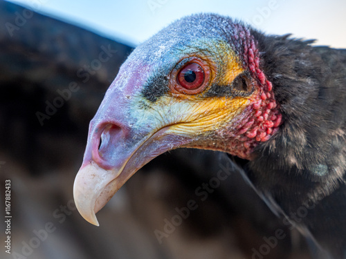 close up of a vulture photo