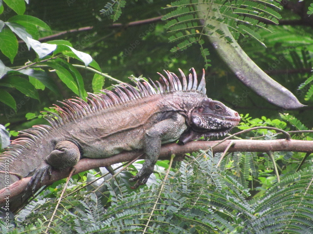 green iguana male on an exposed branch green iguana male on an exposed branch
