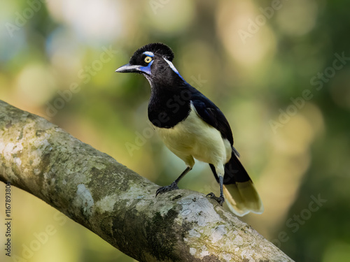 Plush-crested Jay on tree branch, portrait photo