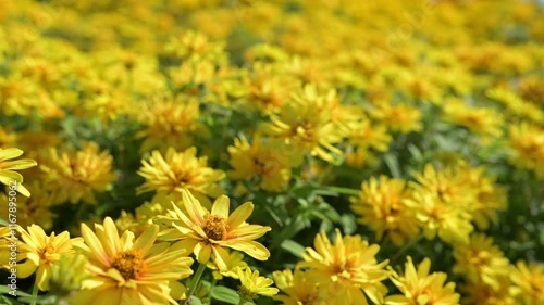 黄色いジニアの花畑