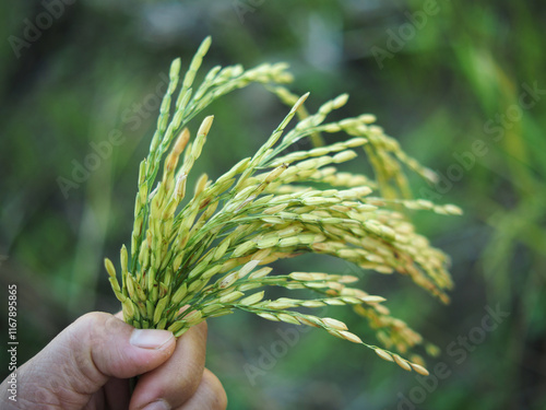 Quadro su tela rice harvest inhuman hand foodproduct