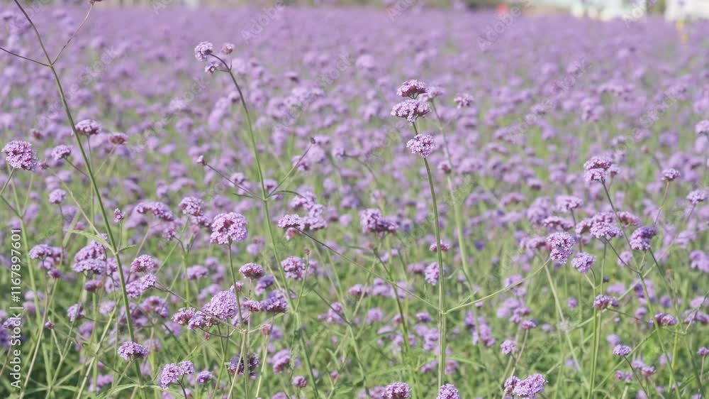 A field of purple flowers with a few green leaves. The flowers are in full bloom and the field is very lush A field of purple flowers with a few green leaves. The flowers are in full bloom and the field is very lush