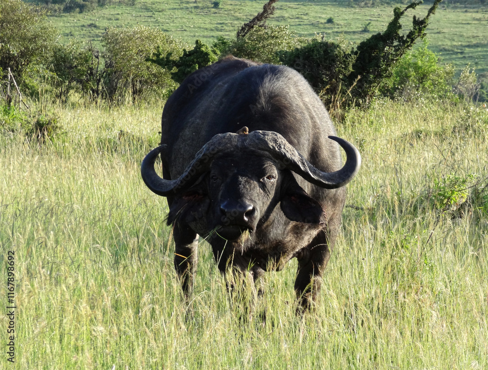 A water buffalo looking at the camera A water buffalo looking at the camera