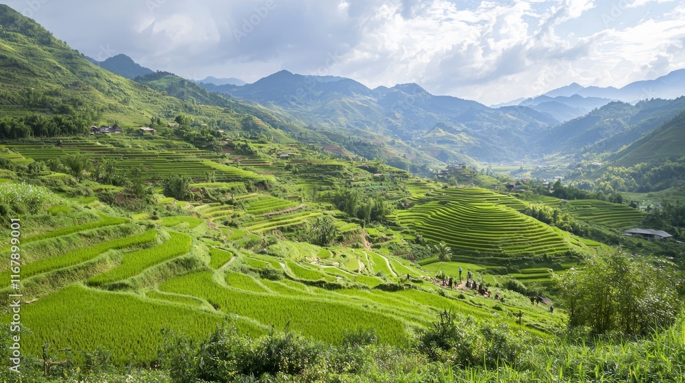 Fototapeta premium Serene Tropical Terraced Rice Field: Farmers Cultivating Lush Green Crops Under the Sunlight