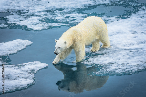 Fotografi Polar Bear walking across ice floes in Arctic Circle