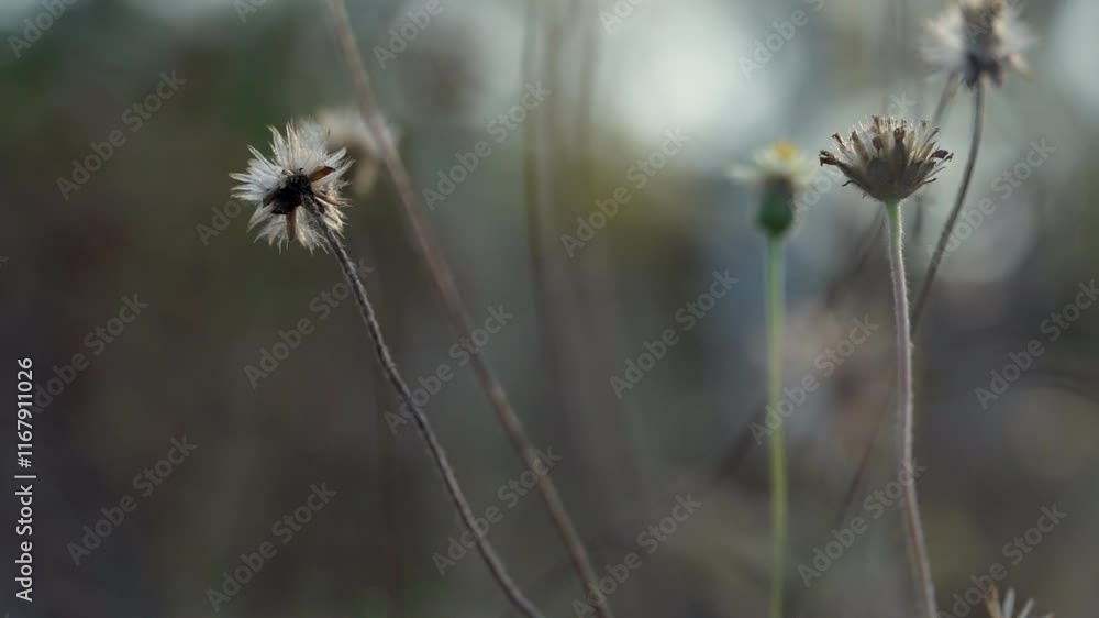 A bunch of dried up flowers with a blurry background. The flowers are brown and withered, giving the image a sense of sadness and decay A bunch of dried up flowers with a blurry background. The flowers are brown and withered, giving the image a sense of sadness and decay