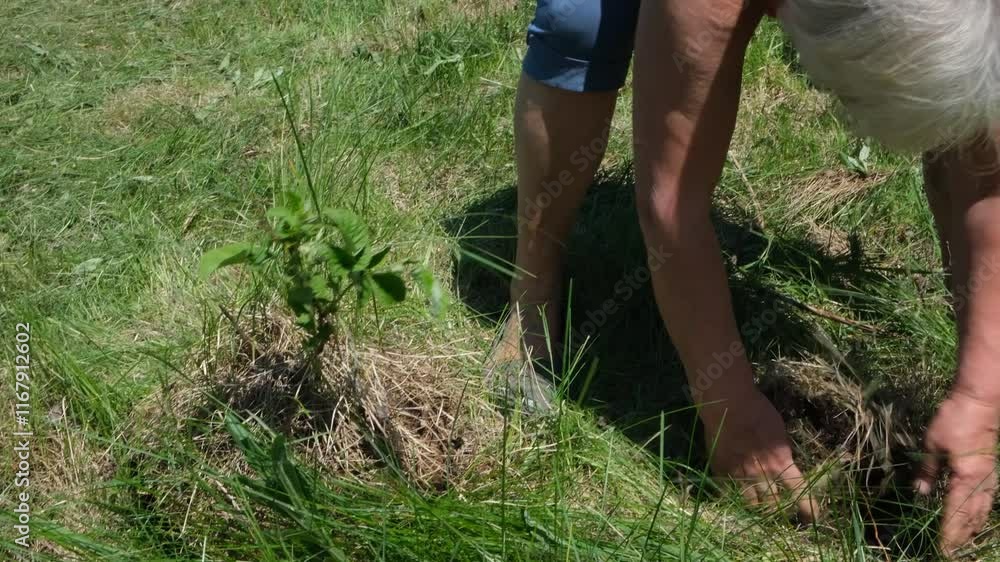 Senior woman transplants the tree. Prepared for seasonal planting transplantation in park or backyard. Senior woman transplants the tree. Prepared for seasonal planting transplantation in park or backyard.