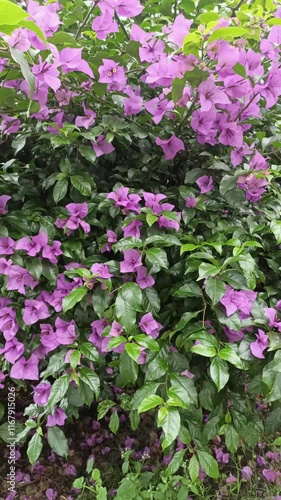 Wallpaper Mural portrait of the beauty of purple jasmine flowers blooming in plants in the highlands with a beautiful green hill as a background, outdoor Torontodigital.ca