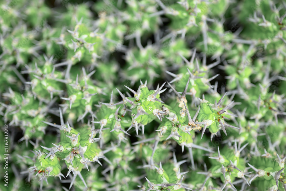 Cactus plant, Desert and succulent plant decorative in house and garden Cactus plant, Desert and succulent plant decorative in house and garden