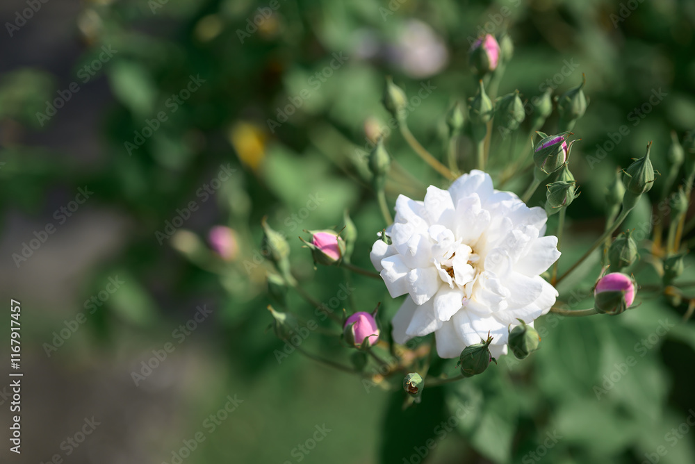 White rose blooming in ornamental flower garden White rose blooming in ornamental flower garden