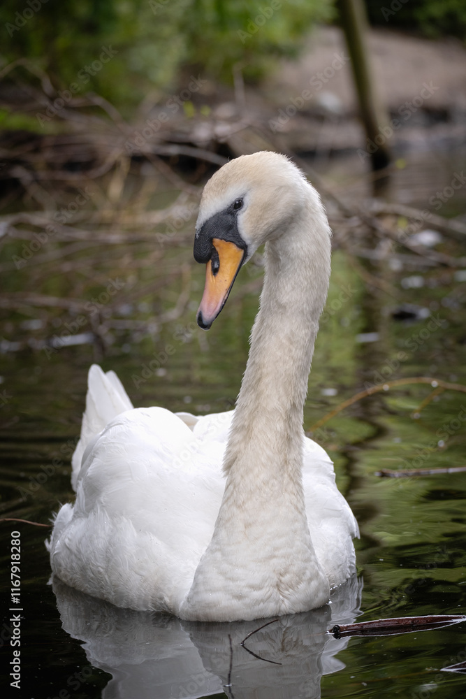 Obraz premium A majestic white swan (mute swan) gliding across a lake at a wildlife sanctuary.