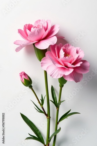 Delicate pink carnation flowers in full bloom on a white background , bouquet, floral