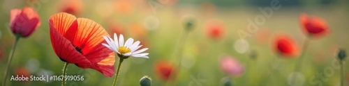 Delicate poppy & chamomile blooms, vibrant colors, soft focus, pastel, background