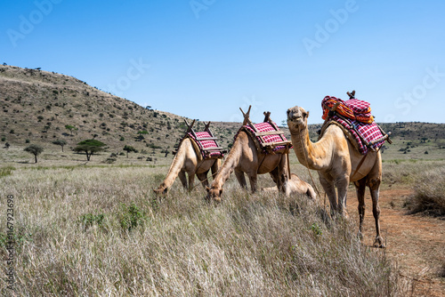 Domestic camels with blankets and saddles, ready for a ride, grazing on grass in the savanna, African wildlife adventure safari in Kenya
 photo