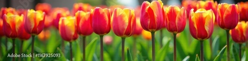 Vibrant tulips in a neat spring row, colorful blooms , border, fresh