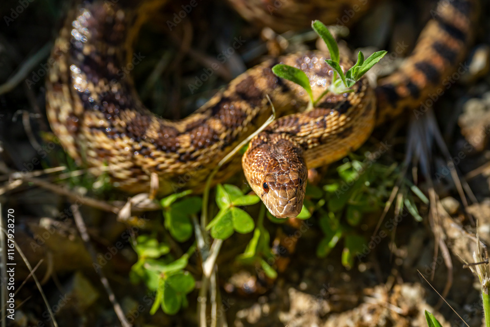 Fototapeta premium Close-up of Pacific gopher snake (Pituophis catenifer catenifer) in the forest. 