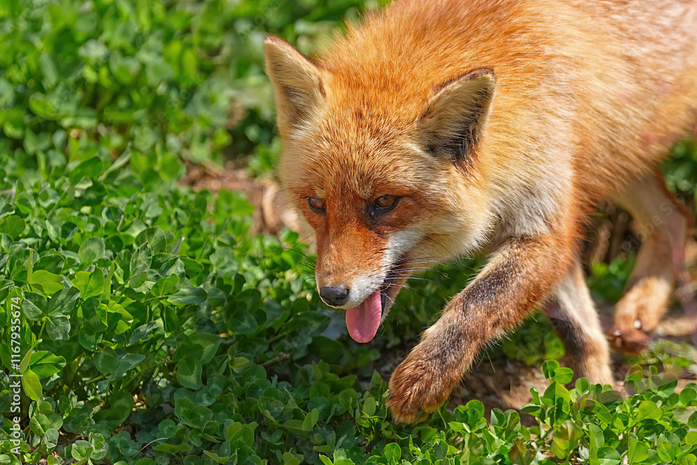 Fototapeta premium 盛岡動物公園