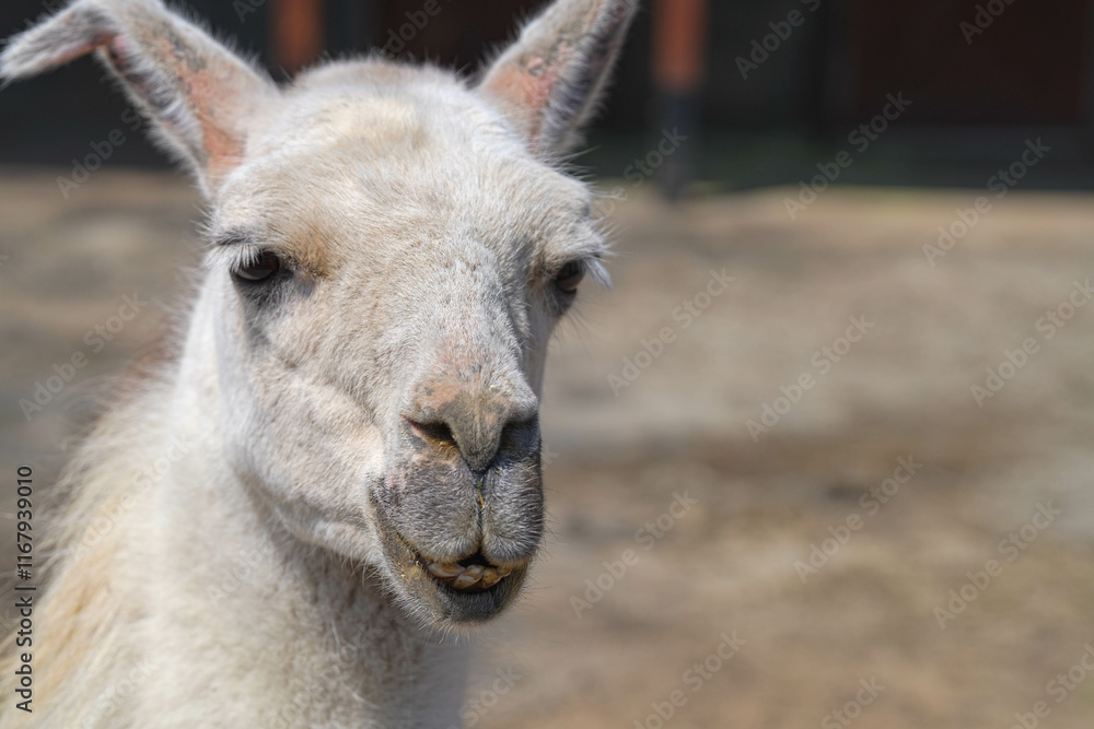 Obraz premium 盛岡動物公園