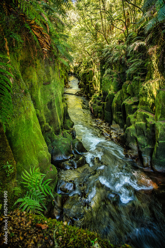 Other worldly whirinaki forest. Whirinaki Te Pua-a-Tāne Conservation Park is one of the world’s last prehistoric rainforests. It’s amazing rimu, some as high as 215-metres into the air.