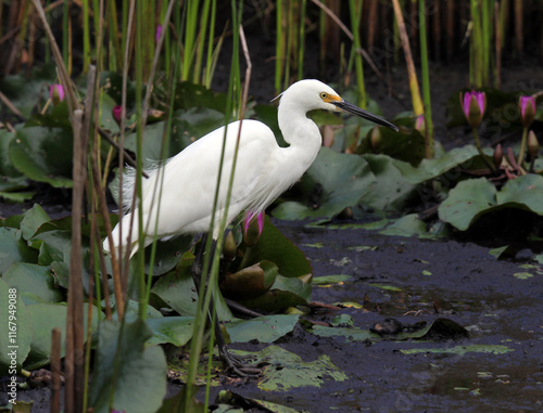 Little egret bird looking for food in a pond of water photo