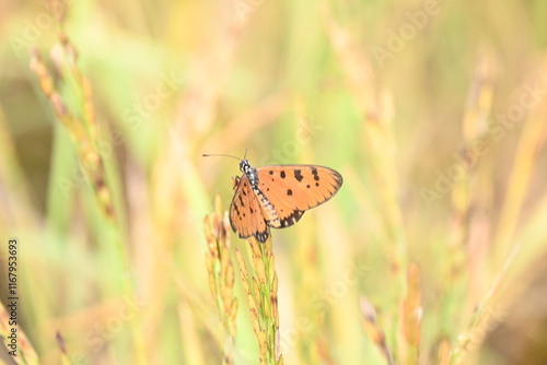 Acraea terpsicore or tawny coster butterfly. lt is a small leathery-winged butterfly. Butterfly sitting on the green plants.  It belongs to the Nymphalidae or brush-footed butterfly family. photo