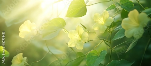 Vibrant and Lush Foliage with Warm Sunlight Filtering Through the Verdant Leaves Creating a Serene and Peaceful Natural Background photo