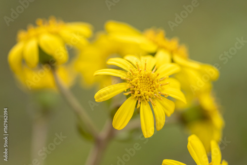 leopard plant photo