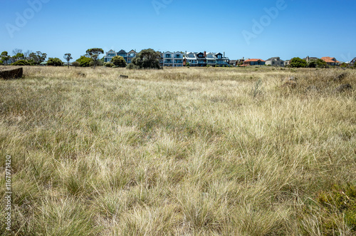 A large field of dried native coastal grasses, with some residential houses or suburban homes in the distance in Australia.Balancing preservation of ecosystems, and housing.  photo