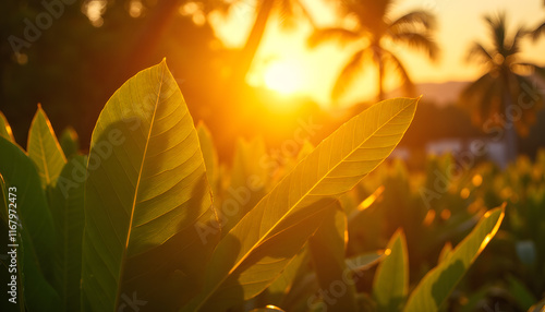 Golden Hour Tropical Leaves with Radiant Sunlit Layers
