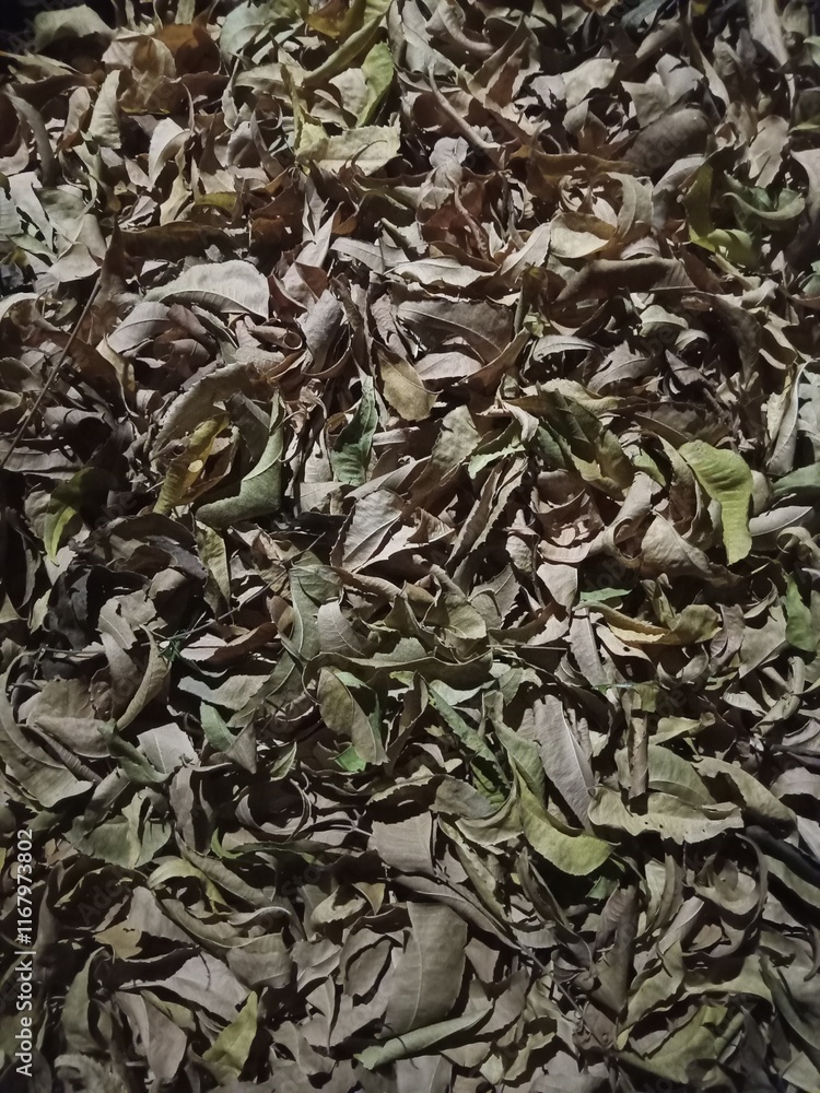 green tea leaves