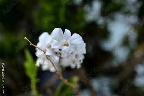 flowers, yellow and white flowers, yellow Orchid, Orchid, Cymbidium,Cymbidium Orchid, Orchidaceae, Liliopsida, Magnoliophyta,Eukaryota, Plantae, natural flower,  flower background
 photo