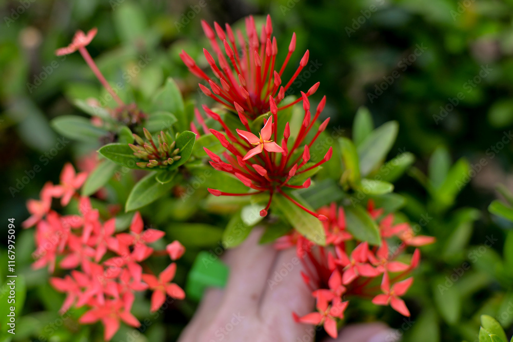 red flowers in the garden, red and green, red flower, chinese ixora, Ixora chinensis, giant pincushion,shrub, Rubiaceae, Ixora, botany, flora, flower background
red flowers in the garden, red and green, red flower, chinese ixora, Ixora chinensis, giant pincushion,shrub, Rubiaceae, Ixora, botany, flora, flower background