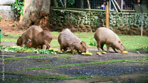 Capybara at Ragunan Zoo, Jakarta, Indonesia.