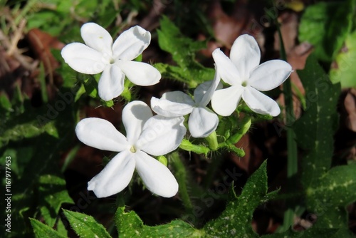 Cnidoscolus flowers in Florida wild, closeup photo