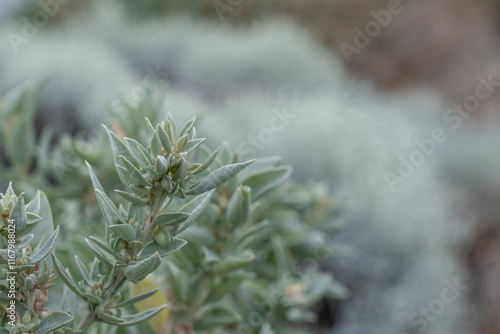 Macro of Grey Saltbush