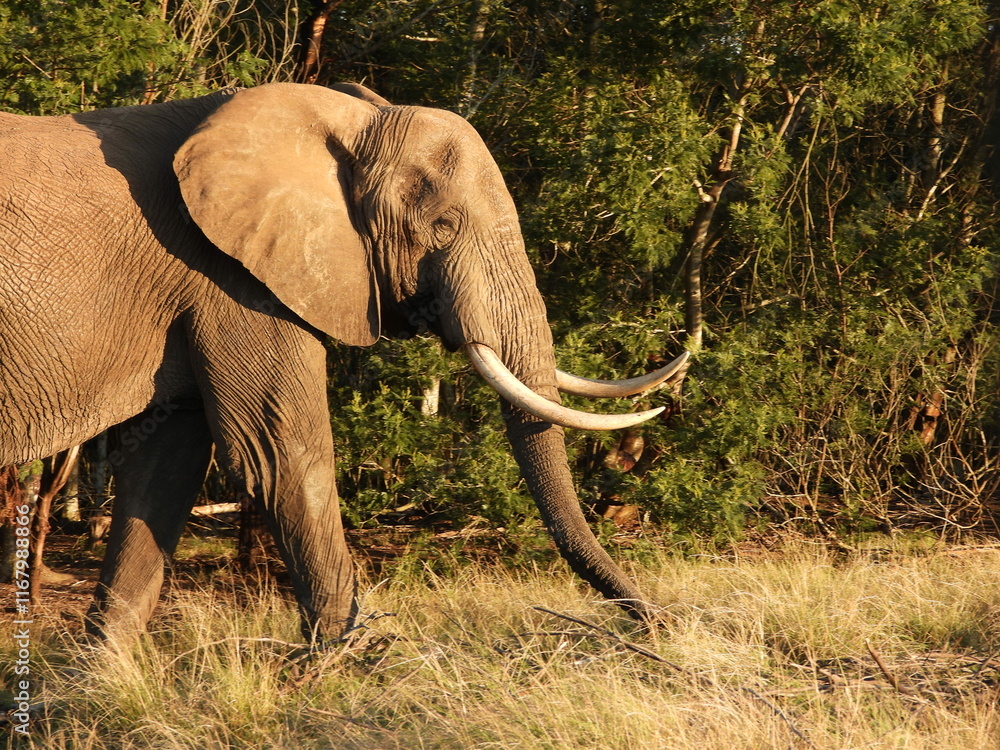 Obraz premium Elephant in profile